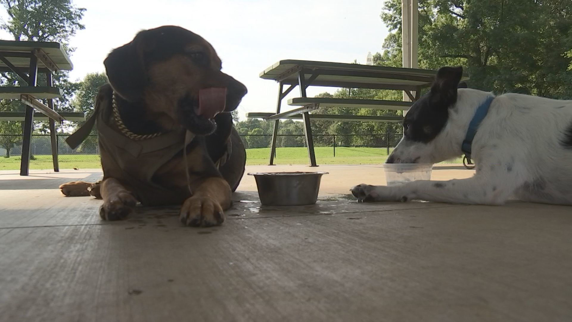 pets heat safety 3.jpg